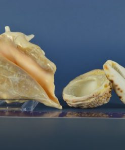 Alternative view of Diverse schelpen