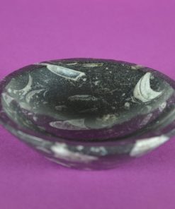 Alternative view of Orthoceras fossiele inktvis - kommetje