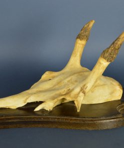 Alternative view of Edelhert, reebok gewei op eikenhouten schild