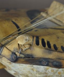 Afrikaanse gitaar met kalebas