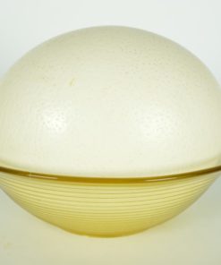 Struisvogeleieren twee