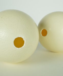 Struisvogeleieren twee