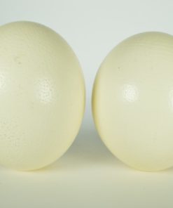Struisvogeleieren twee
