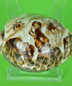 Schelp Cypraea Tigris of Tijger Kauri bewerkt met olifanten
