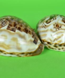 Schelp Cypraea Tigris of Tijger Kauri bewerkt met Ganesha en olifanten