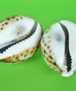 Schelp Cypraea Tigris of Tijger Kauri bewerkt met Ganesha en olifanten