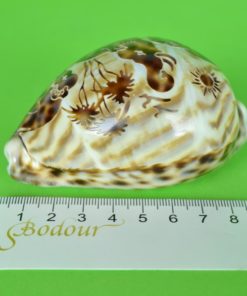 Schelp Cypraea Tigris of Tijger Kauri bewerkt met olifanten