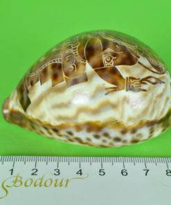 Schelp Cypraea Tigris of Tijger Kauri bewerkt met Ganesha