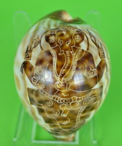 Schelp Cypraea Tigris of Tijger Kauri bewerkt met Ganesha